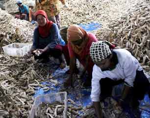 Gaplek Banyumas China Market Entry