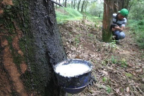 HARGA KARET: Anjlok 2,07% ke 208,1 Yen/Kg Jelang Jeda Siang