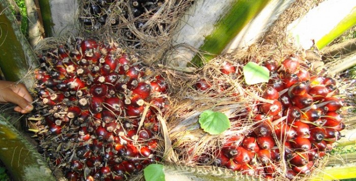 Harga CPO Bursa Malaysia Berupaya Rebound, El Nino Beri Dorongan 