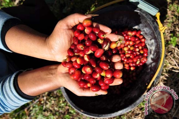 Kopi arabika di Bali naik tajam jadi Rp50.000/kg