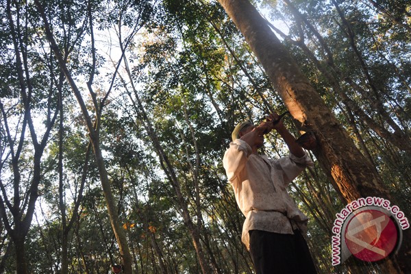 Harga karet turun drastis