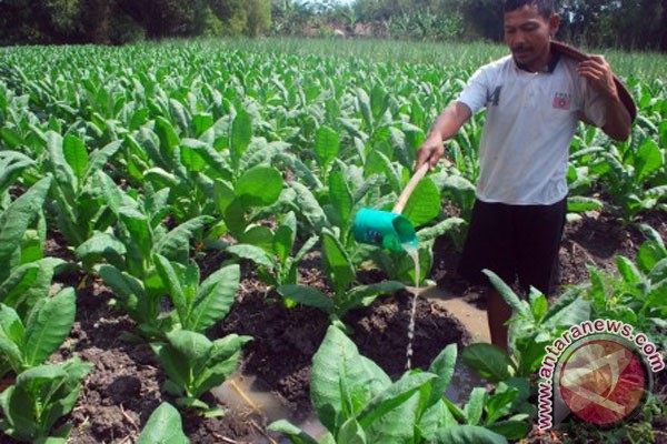 AMTI katakan produktivitas tembakau masih rendah