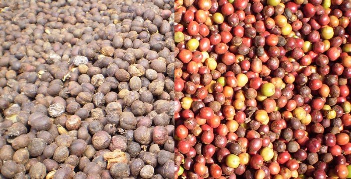 Harga Kopi Arabika Kembali Anjlok, Cuaca Brasil Jadi Acuan 