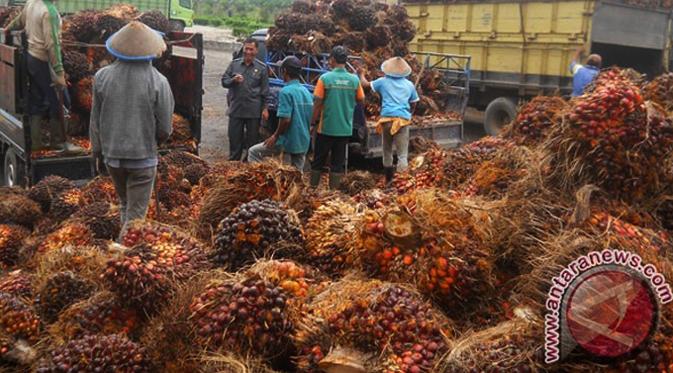 Malaysia Jangan Senang Dulu, UU Perkebunan Masih Penuh Kejutan 