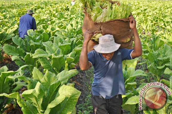 Pabrik rokok hentikan pembelian tembakau di Bojonegoro