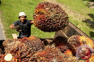 CPO vs Minyak Mentah, Harga Sawit Tergelincir