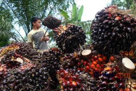 Harga CPO (1 Desember 2014) : Tertekan Data China dan India, Anjlok 1,82%