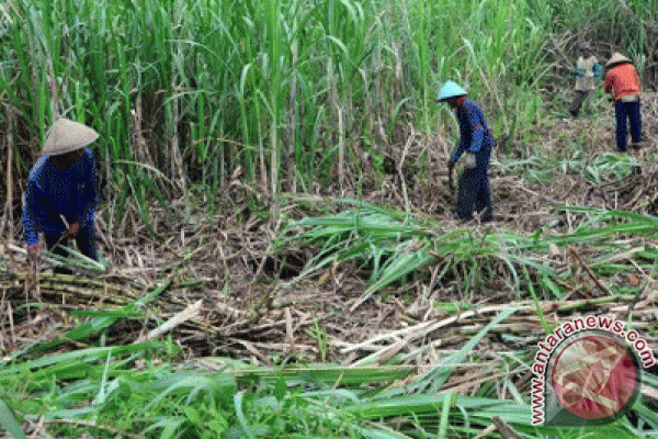 Petani Akan Jual Sendiri Gula Terbelit Kebutuhan