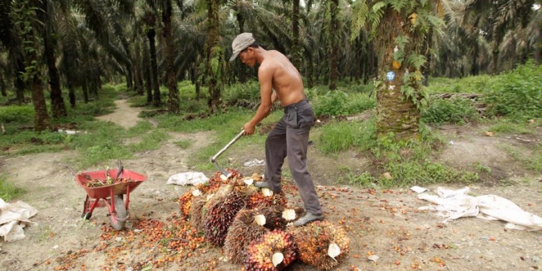 Pengadilan Pajak Kembali Tolak Banding Grup Asian Agri