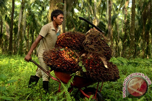 Pemerintah diharapkan tetap fokus kembangkan biodisel