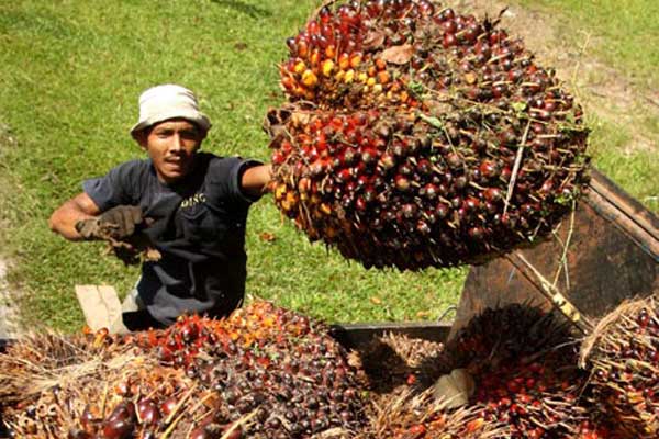 MINYAK SAWIT 26 FEBRUARI: Kontrak April Menguat Ke 2.262 Ringgit/Ton