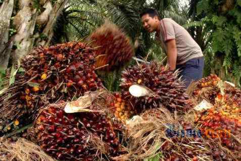 HARGA CPO 28 April: Semakin Merosot Dari Level Terendah 7 Bulan