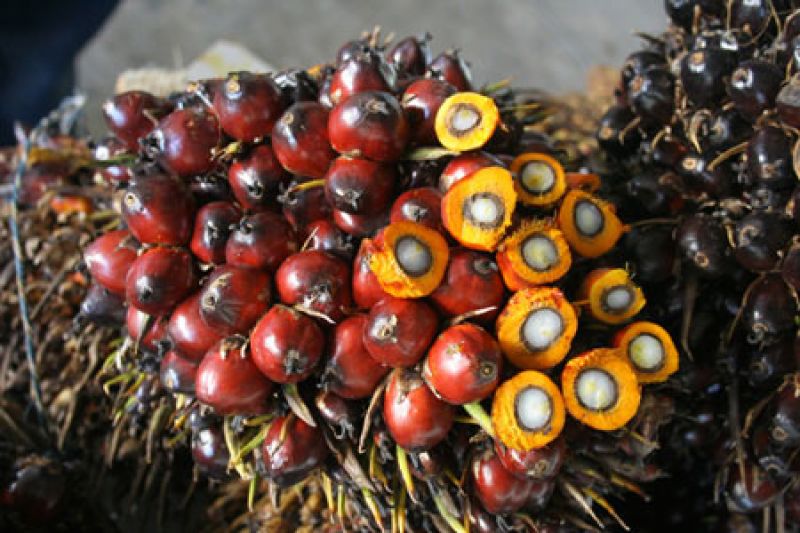 Kelapa Sawit Punya Keunggulan Ekonomis