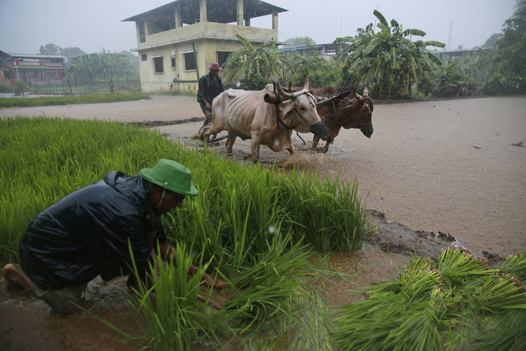 Monsoon Defies El Nino Forecasts Answering Prayers of Indian Farmers