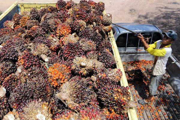 HARGA CPO 29 Juli: Sudah 6 Hari Merosot, Tertekan Harga Minyak Dan Kedelai