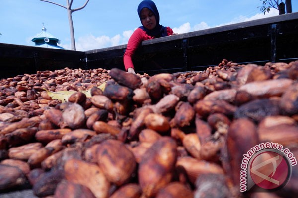 Kementerian Perindustrian dorong produktivitas petani kakao didorong