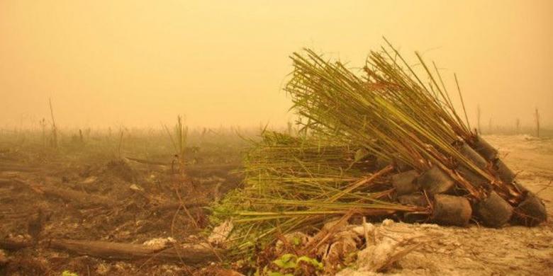 Ini Lokasi Penanaman Bibit Sawit di Lahan Bekas Kebakaran Hutan