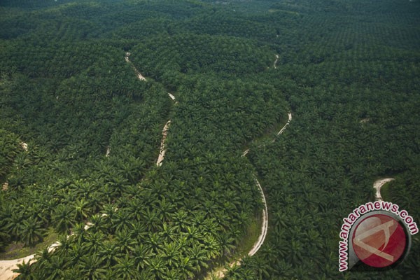 Petani Bengkulu ganti sawit dengan tanaman hutan