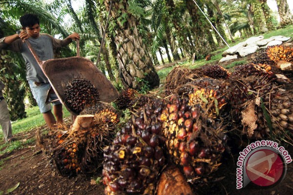 Produktivitas sawit Riau masih rendah