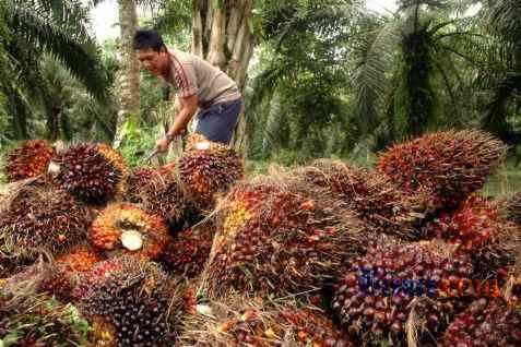 HARGA CPO 24 November: Dibuka Menguat Ikuti Rebound Minyak Kedelai