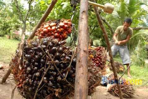 HARGA CPO 6 Januari: Masih Tertekan Di Awal Dagang Menyusul Rendahnya Permintaan