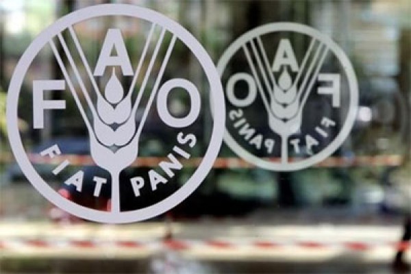 FAO: harga pangan dunia turun lagi pada Desember