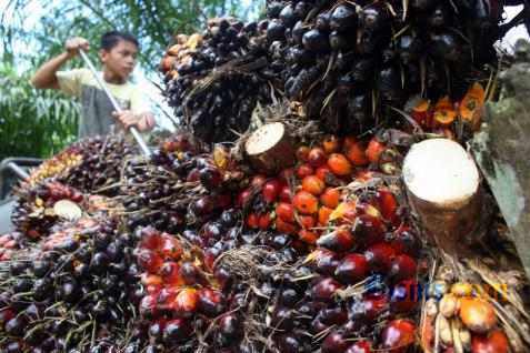 HARGA CPO 13 JANUARI: Minyak Sawit Akhirnya Menguat, Pasar Mulai Respons Kondisi Stok