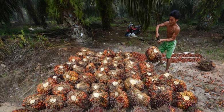 Ihwal Kelapa Sawit, Indonesia Masih Hadapi Tantangan