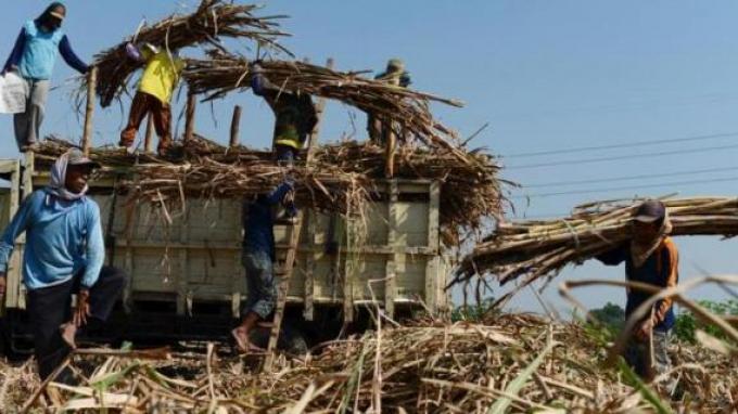 Dari Tebu ke Gula, Kurang Efisien di Indonesia