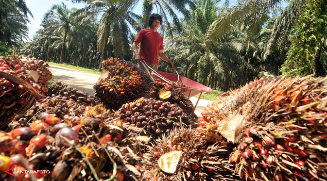 HARGA CPO 21 MARET: Dekati Rp8,7 Juta/Ton, Tertinggi 2 Tahun