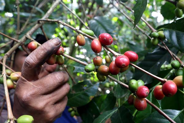 Dampak El Nino, Harga Kopi Diprediksi Melonjak