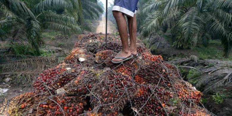 Petani Sawit Mitra Sinar Mas Dapat Bantuan Rp 10 Miliar