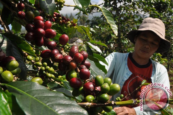 Kopi ijen masuki pasar Selandia Baru