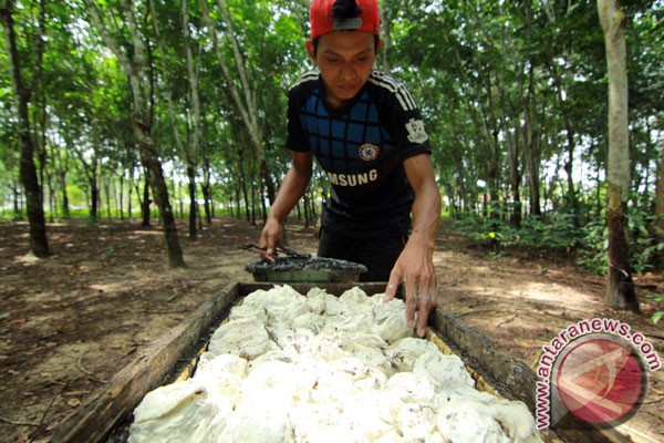 HARGA KARET 3 JUNI: Ditutup Menguat 0,13% Hari Kedua