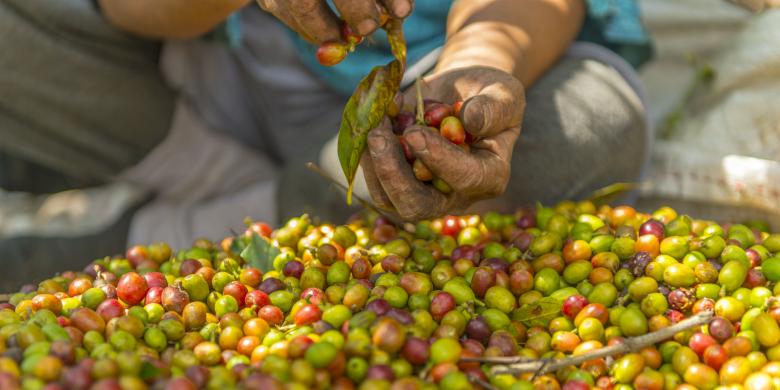 Jadi Raksasa Kopi, tetapi Indonesia Tak Bisa Kendalikan Harga