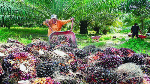 Golden Agri Resources Dukung Industri Sawit Berkelanjutan