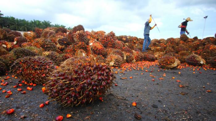 Petani Kecewa dengan Kampanye Negatif Nugie soal Sawit