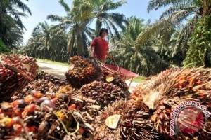 HARGA CPO 4 Oktober: Ringgit Menguat, Sawit Melemah