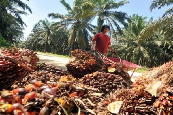 HARGA CPO 6 OKTOBER: Lanjut Melemah, Masih Terpengaruh Harga Minyak Kedelai