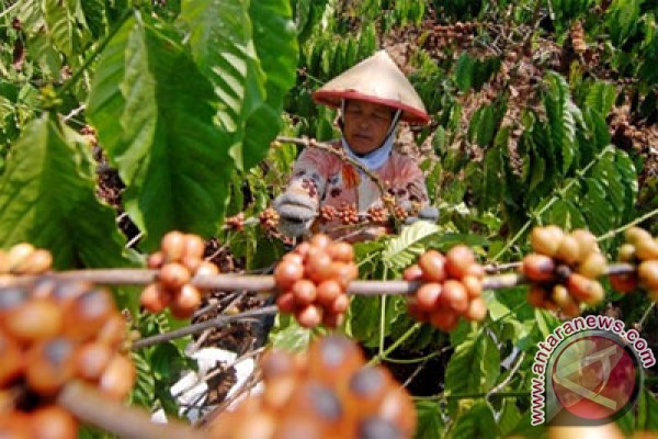 Kopi di Mesir ternyata banyak yang dari Indonesia