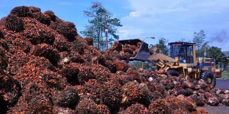 Petani di Sebatik Nikmati Kenaikan Harga Sawit