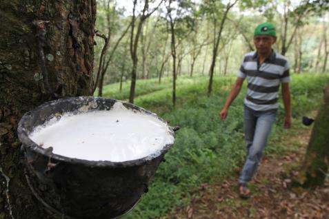 HARGA KARET 14 NOVEMBER: China Batasi Perdagangan, Karet Ditutup Melemah