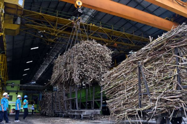 Pemerintah Tetap Tutup Pabrik Gula di Jatim