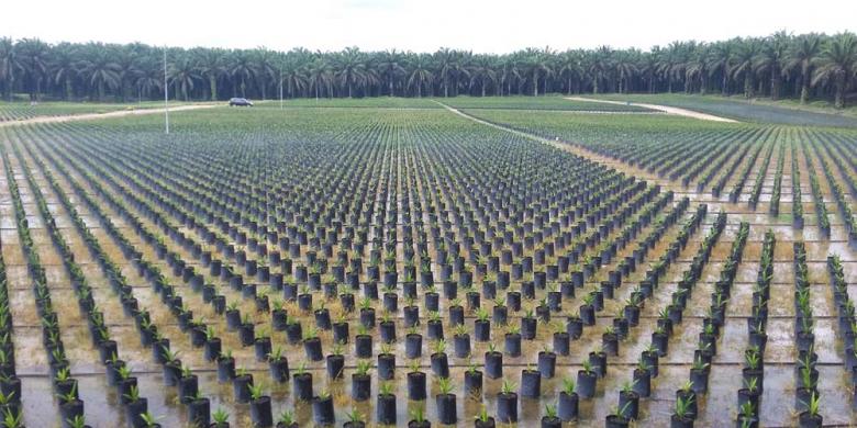 Pemerintah Dorong Kinerja Industri Agro dengan Pola Kemitraan