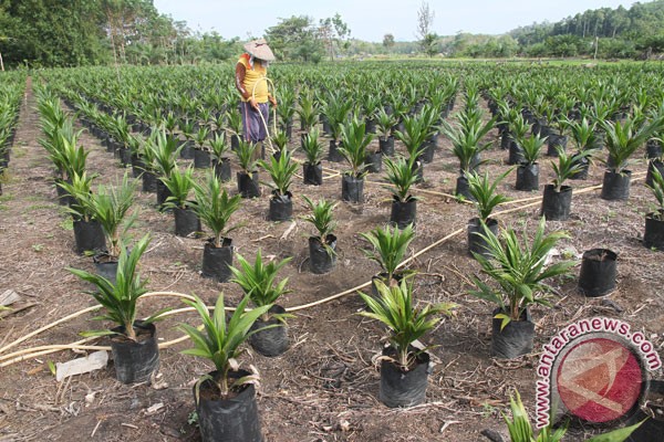 Petani Paser tunggu program peremajaan sawit