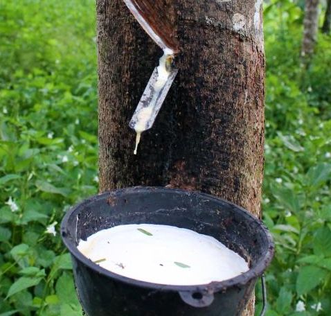 Harga Karet Melonjak Hampir 5 Persen