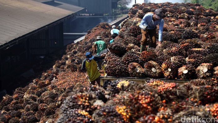 China Pengimpor Sawit RI Ketiga Terbesar Dunia