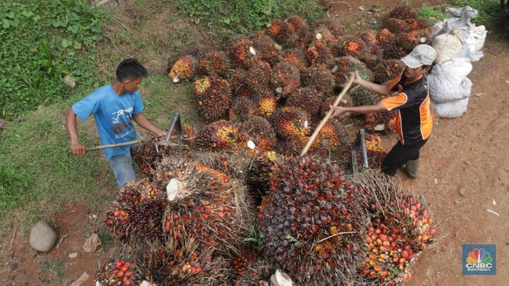 Jelang Ramadan, Harga CPO Naik 1,4%