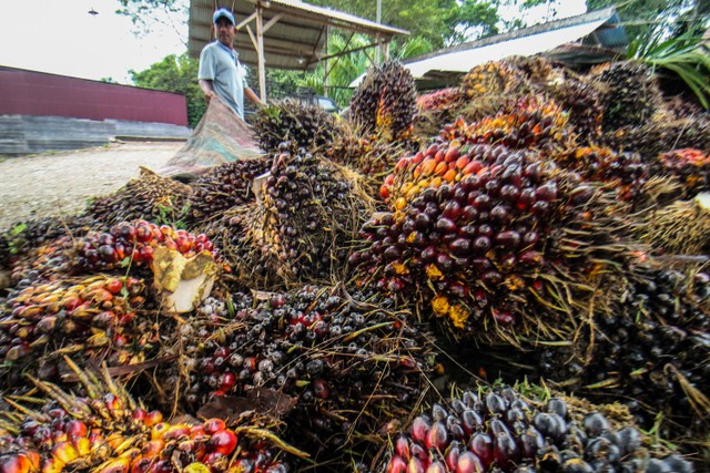 Harga CPO di KPBN Cetak Rekor Sepanjang Sejarah, Tembus Rp 15.000 per Kg